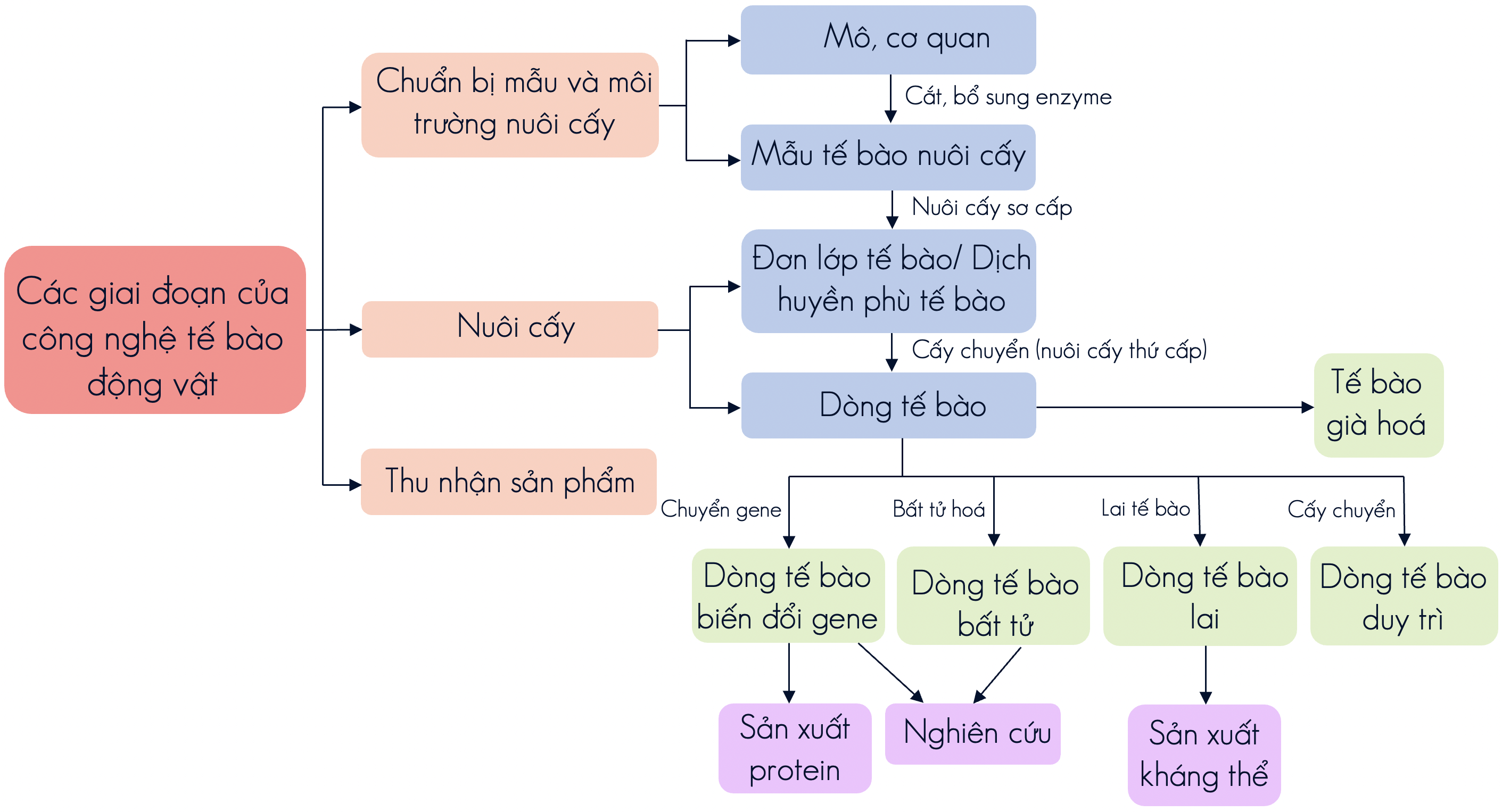 công nghệ tế bào động vật